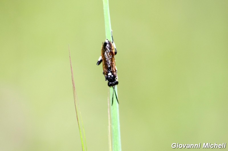 Hymenoptera del Parco del Ticino